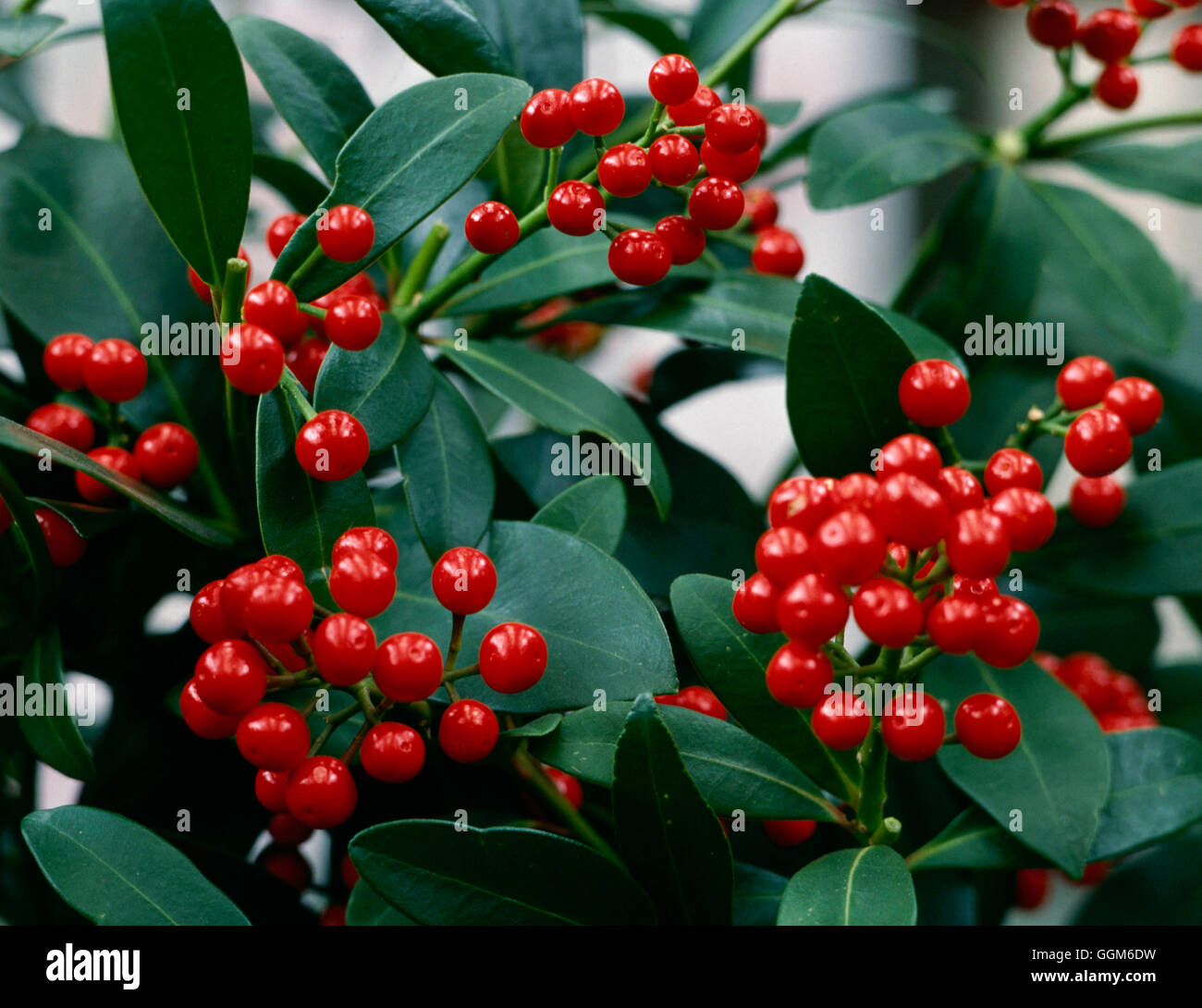 Skimmia japonica - `Nymans' AGM. (female)   TRS000487 Stock Photo